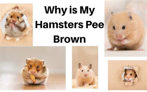 piss hamster|Urination Behavior of Hamsters: Understanding How Hamsters Pee